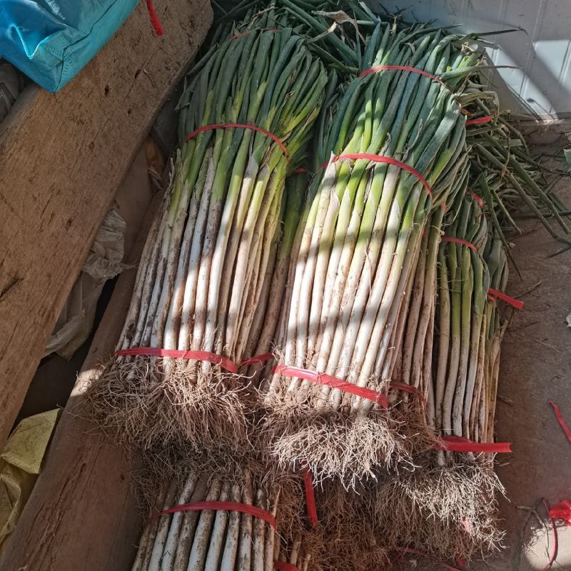 富平精品长白大葱，秆长白亮，硬度好，产地一手货源，