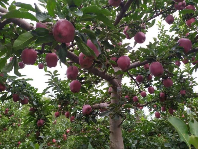 甘肃天水花牛一件代发