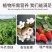 豆饼肥料氮磷钾通用花肥复合肥生物油渣菌肥蔬菜花卉有机肥