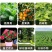 豆饼肥料氮磷钾通用花肥复合肥生物油渣菌肥蔬菜花卉有机肥