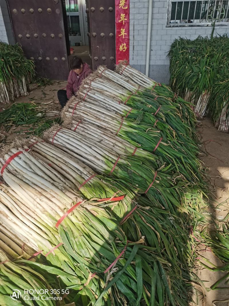 富平精品长白大葱，秆长白亮，硬度好，产地一手货源，