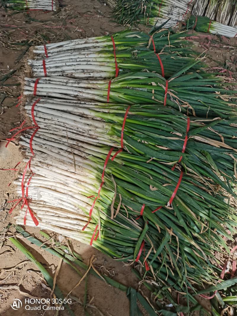 富平精品长白大葱，秆长白亮，硬度好，产地一手货源，