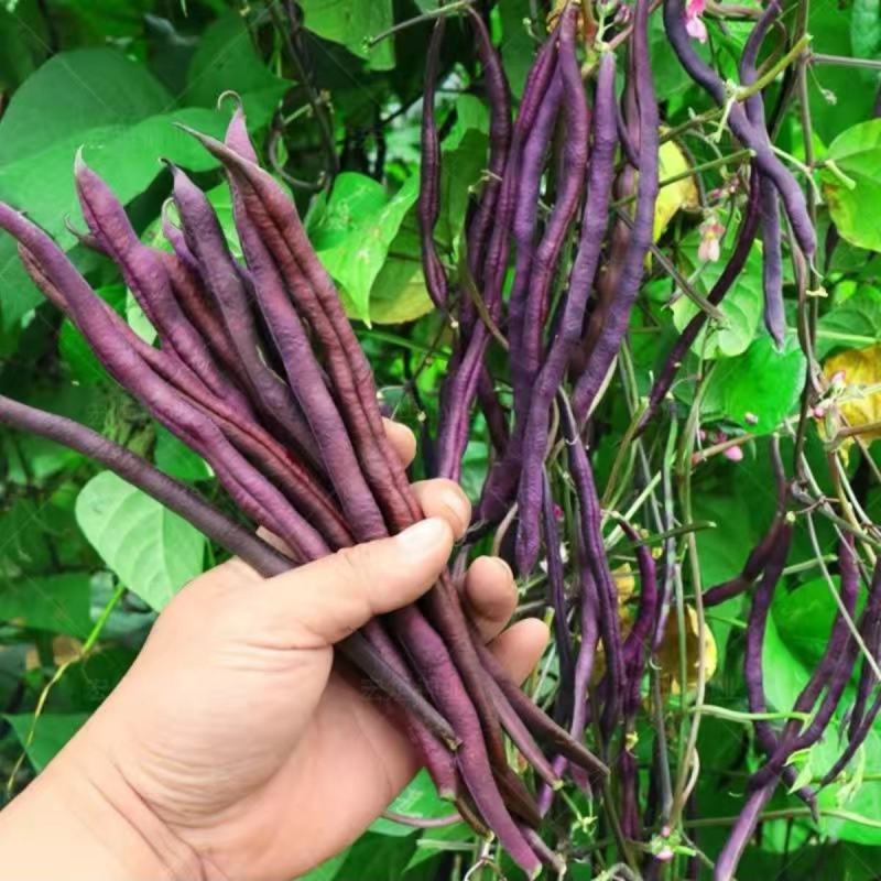 秋紫豆种子豆角种子锅里变紫豆角种子农家庭院阳台蔬菜种子