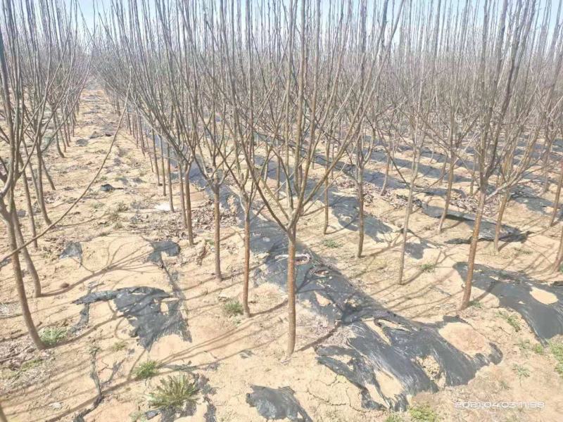 苹果树。苹果树苗自家苗圃培育出售，无中介。