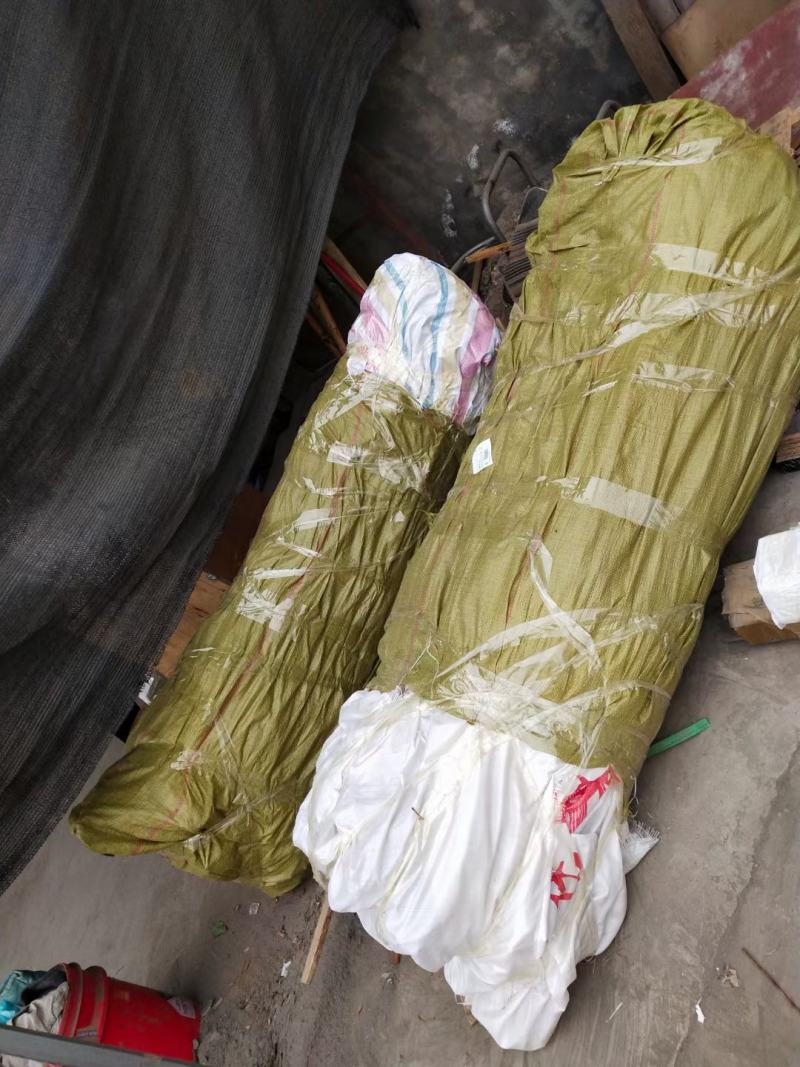 苹果树。苹果树苗自家苗圃培育出售，无中介。
