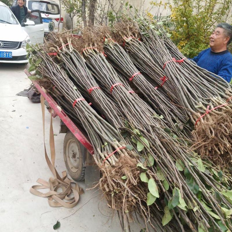 苹果树。苹果树苗自家苗圃培育出售，无中介。
