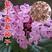 紫丁香种子丁香树种子北方耐寒优质紫丁香花种子暴马丁香种子