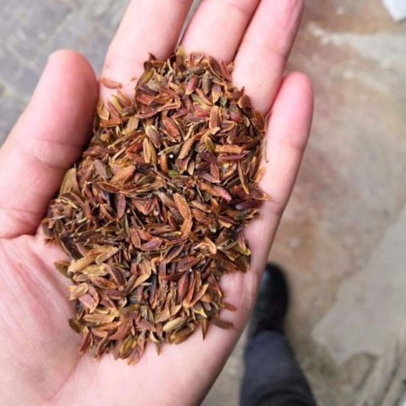 紫丁香种子丁香树种子北方耐寒优质紫丁香花种子暴马丁香种子