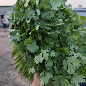 大叶香菜，25公分