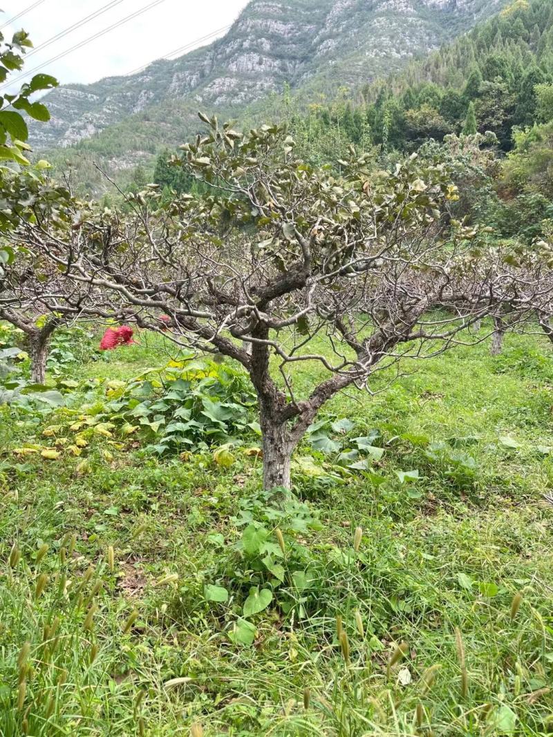 山楂树苗