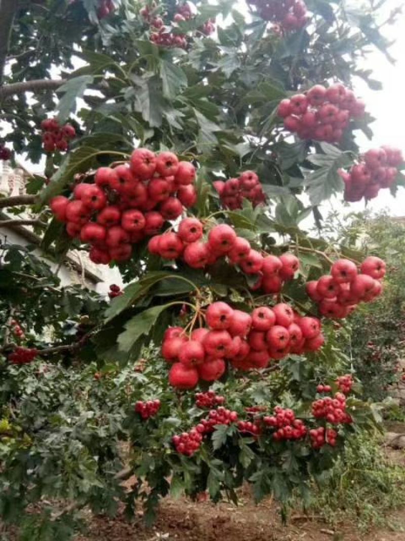 山楂树苗