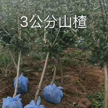 山楂树苗