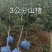 山楂树苗