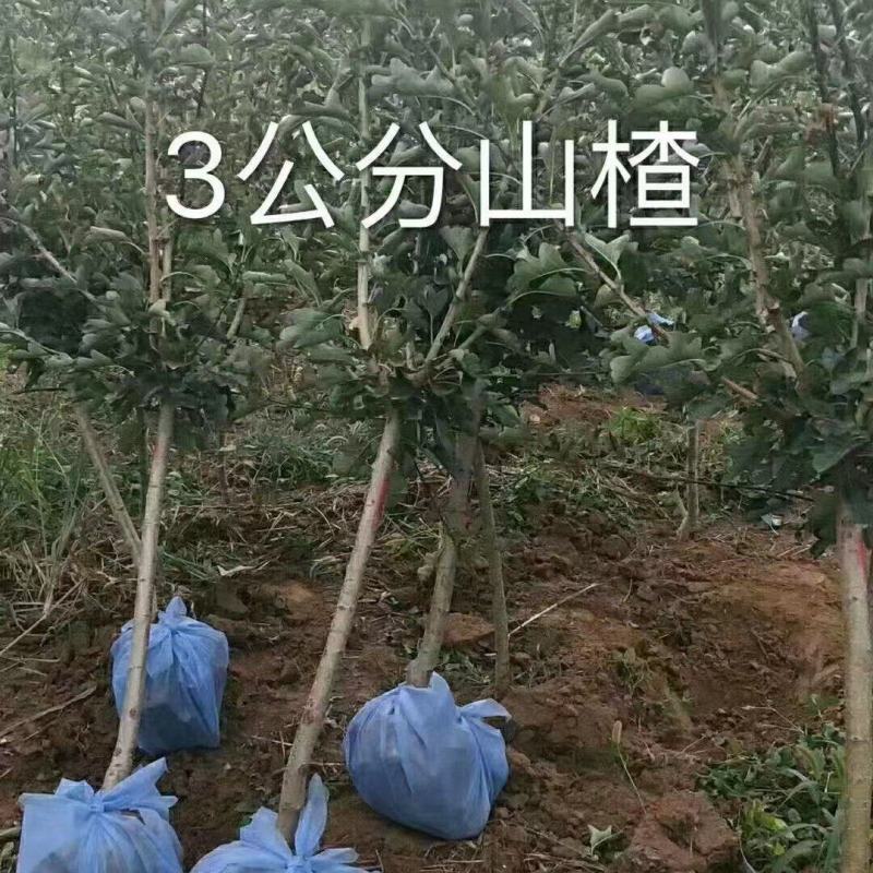山楂树苗