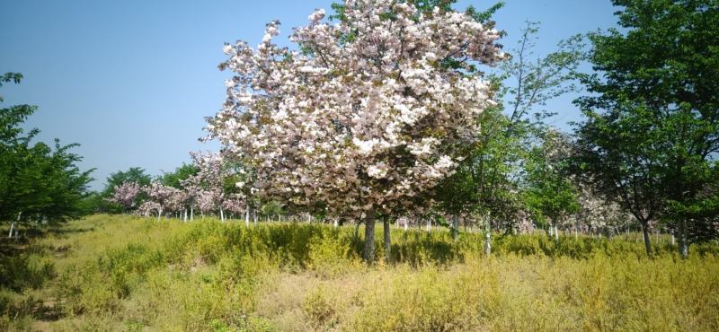 樱花树