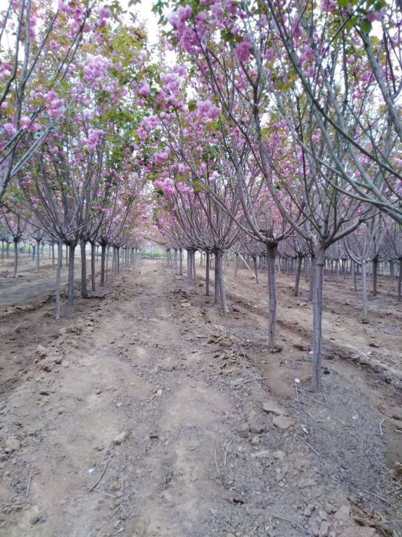 樱花树