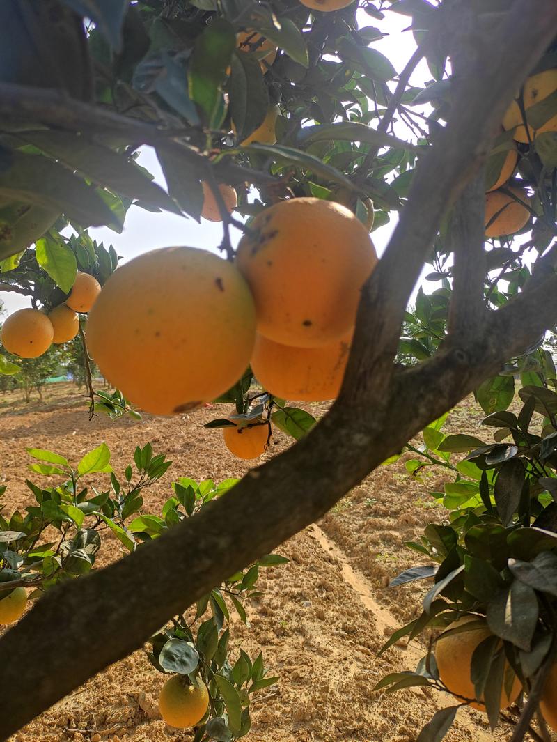 【推荐】精品脐橙柑子鲜果热卖中量大从优果大皮薄欢迎合作