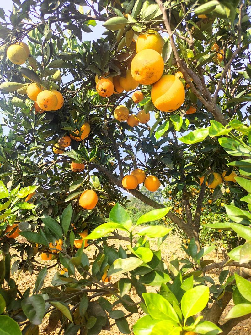 【推荐】精品脐橙柑子鲜果热卖中量大从优果大皮薄欢迎合作