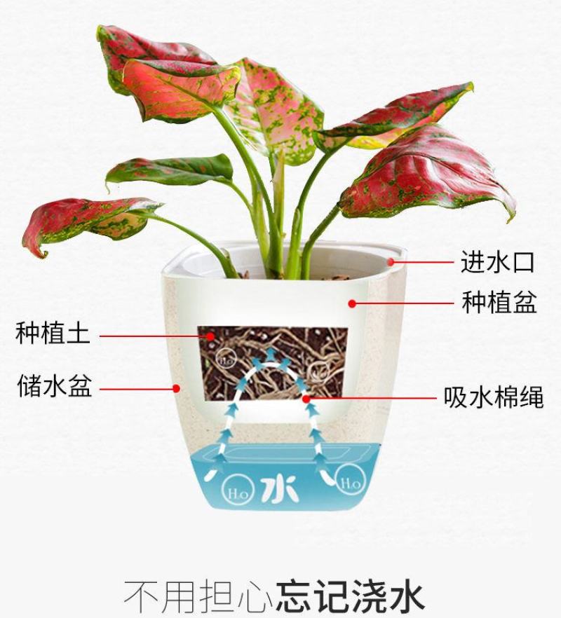 新款懒人花盆自吸水盆加厚塑料室内创意简约绿植多种款式型号