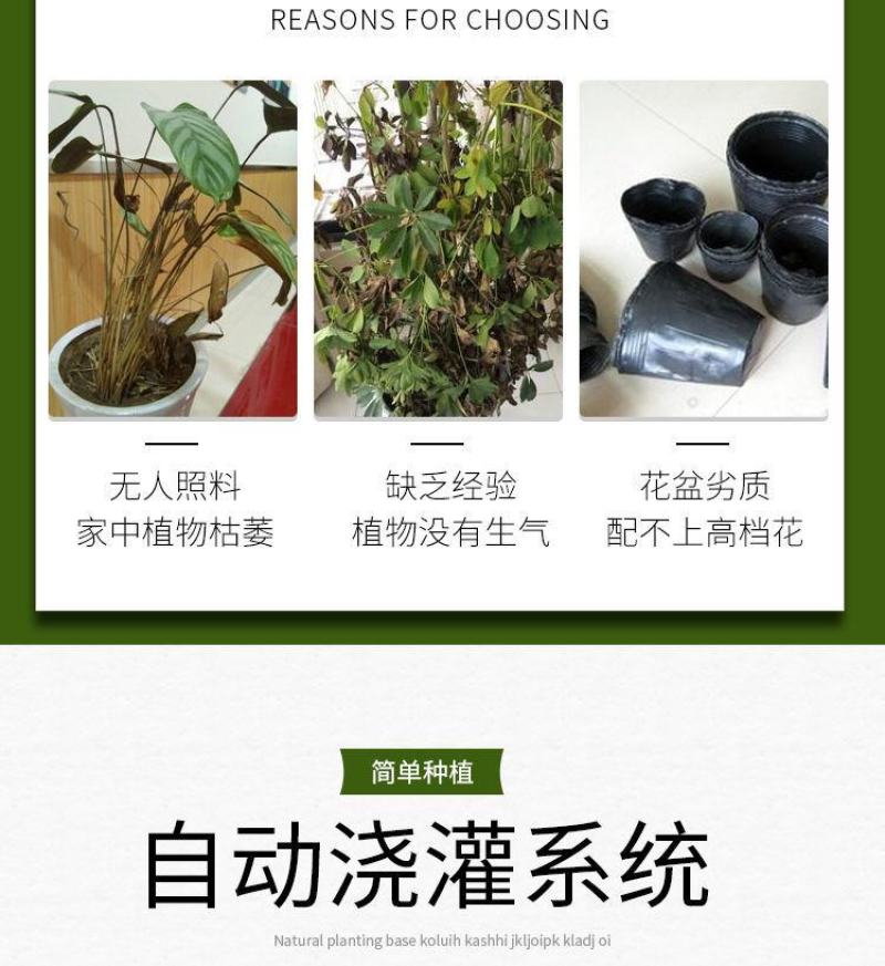 新款懒人花盆自吸水盆加厚塑料室内创意简约绿植多种款式型号