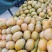 【精品热销推荐】脆柿子平乐恭城月柿现摘现发香甜可口柿子果