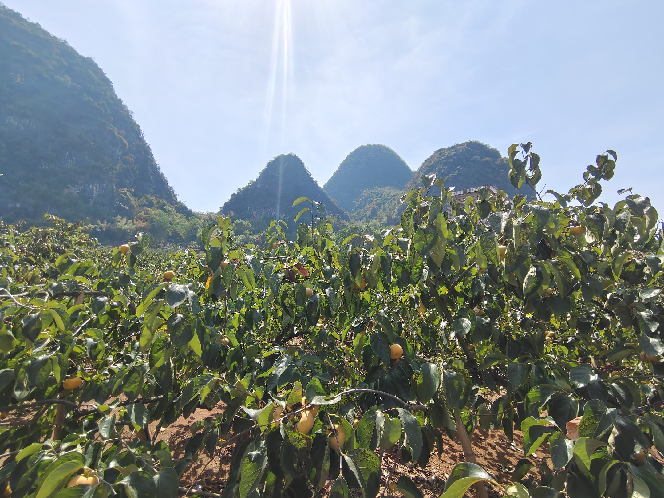 富平县规模化脆柿种植基地航拍图