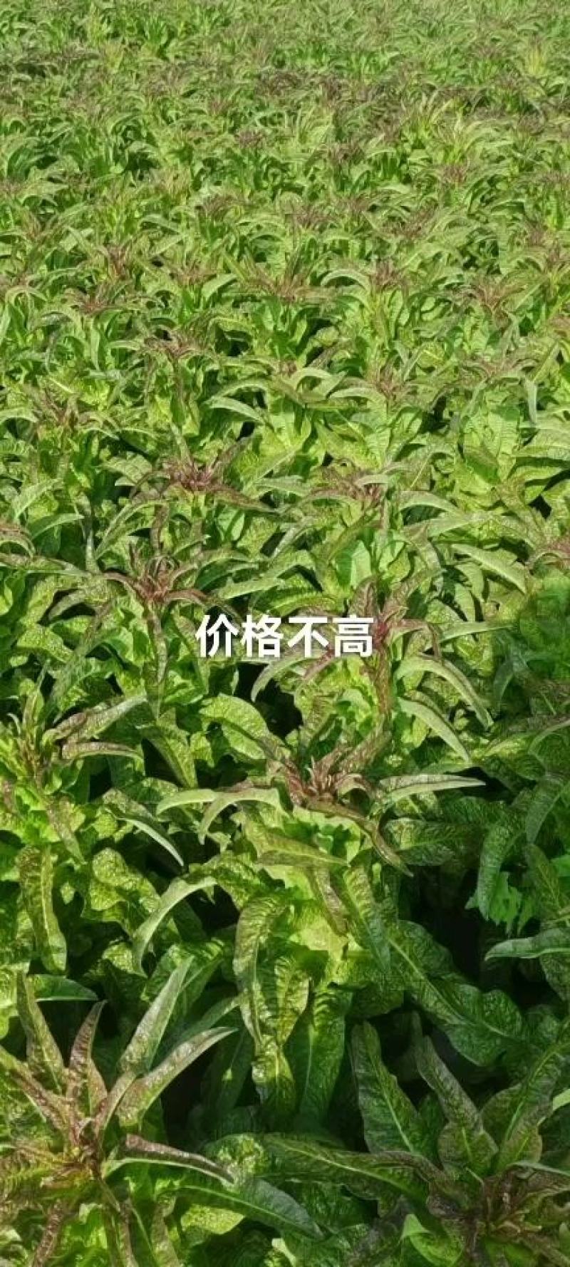 莴苣红尖叶莴苣三清保质保量产地直供代发全国，超市转供
