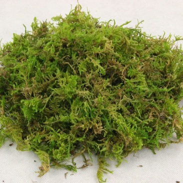 水苔干苔藓植物爬宠乌龟冬眠垫材兰花蝴蝶兰铁皮石斛种