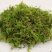水苔干苔藓植物爬宠乌龟冬眠垫材兰花蝴蝶兰铁皮石斛种