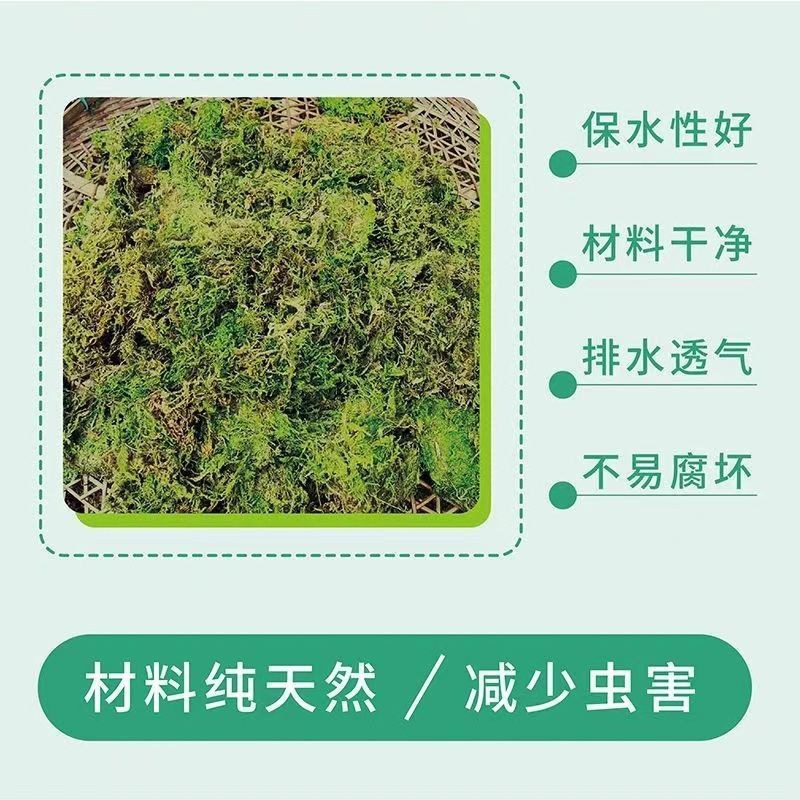 水苔干苔藓植物爬宠乌龟冬眠垫材兰花蝴蝶兰铁皮石斛种