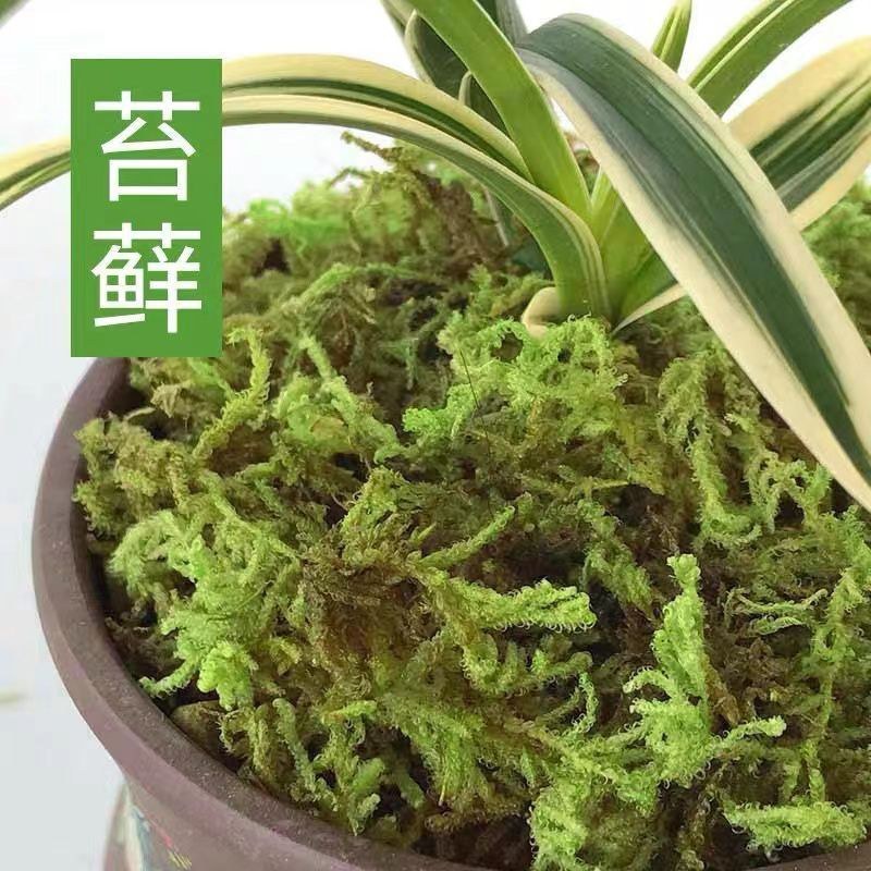 水苔干苔藓植物爬宠乌龟冬眠垫材兰花蝴蝶兰铁皮石斛种
