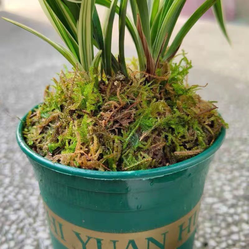 水苔干苔藓植物爬宠乌龟冬眠垫材兰花蝴蝶兰铁皮石斛种