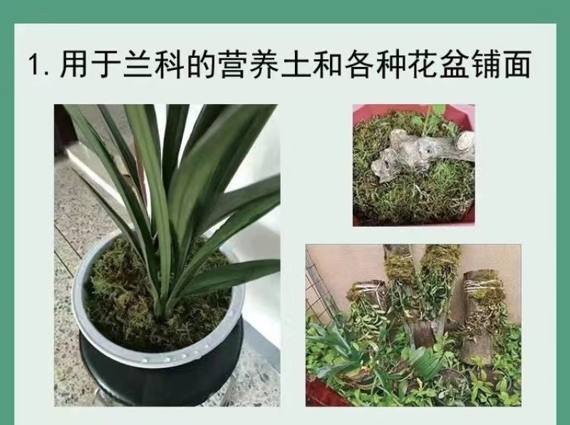 水苔干苔藓植物爬宠乌龟冬眠垫材兰花蝴蝶兰铁皮石斛种