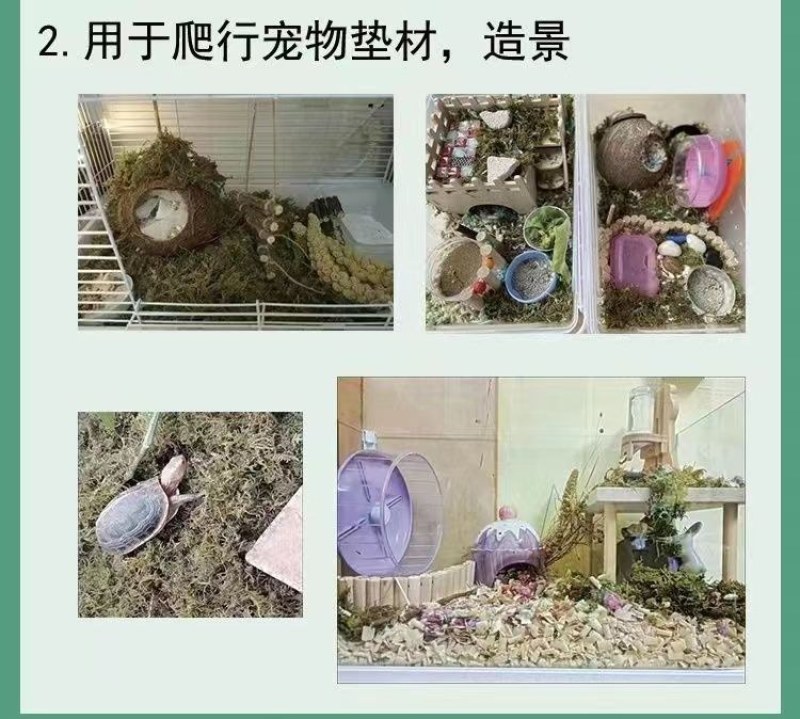 水苔干苔藓植物爬宠乌龟冬眠垫材兰花蝴蝶兰铁皮石斛种