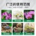 水苔干苔藓植物爬宠乌龟冬眠垫材兰花蝴蝶兰铁皮石斛种