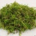 水苔干苔藓植物爬宠乌龟冬眠垫材兰花蝴蝶兰铁皮石斛种