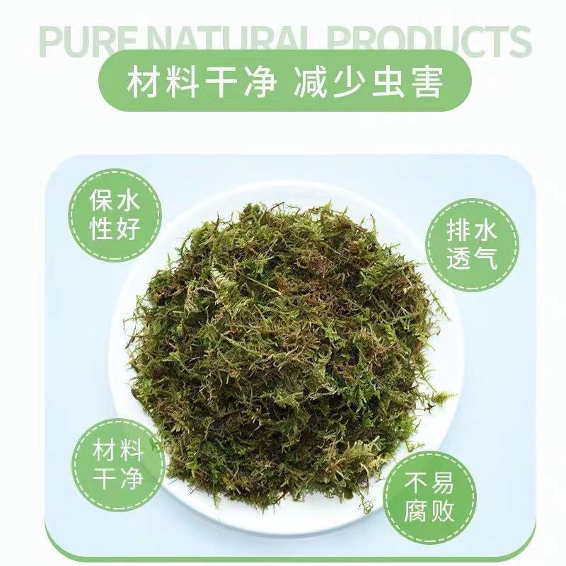 水苔干苔藓植物爬宠乌龟冬眠垫材兰花蝴蝶兰铁皮石斛种