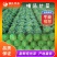河北甘蓝大量上市，颜色绿质量有保证，可代发全国