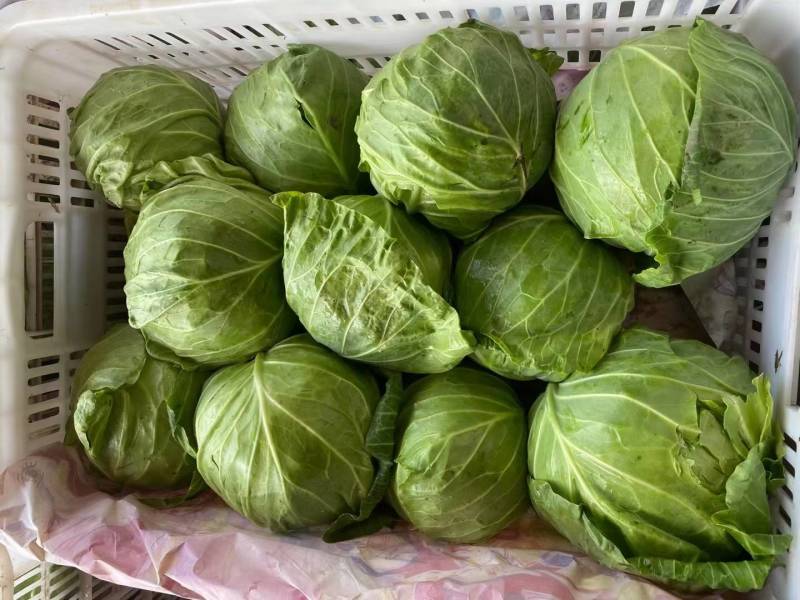 河北甘蓝大量上市，颜色绿质量有保证，可代发全国