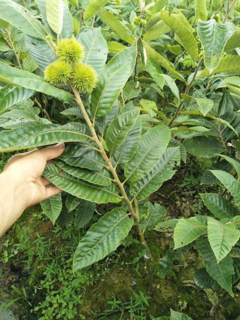 板栗苗山东大红袍板栗苗珍珠油栗农大一号