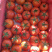 (精品西红柿)硬粉西红柿,郸城硬粉西红柿大量上市中便宜