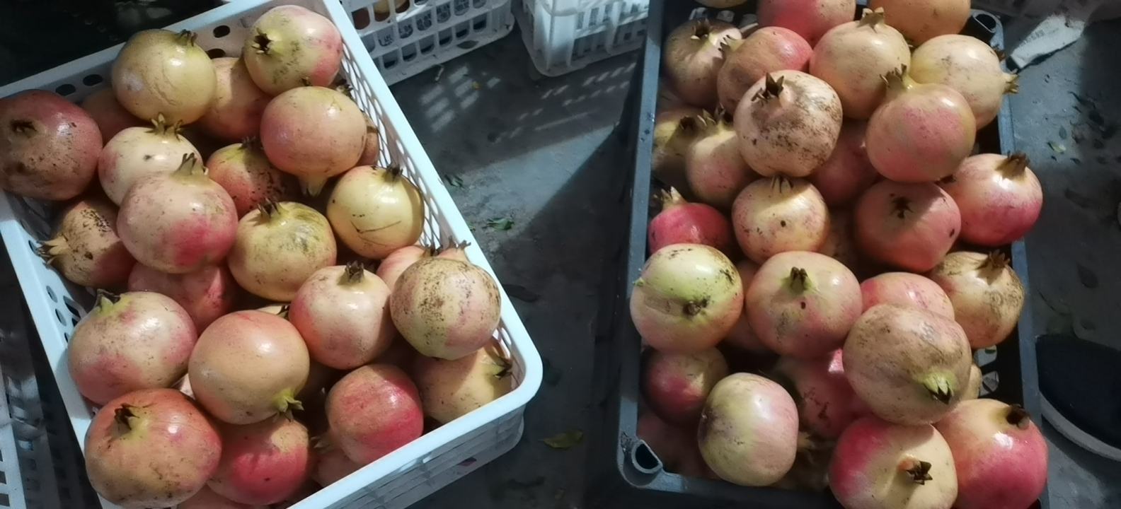 渭南石榴节现场展示图