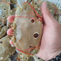 三眼蟹三目蟹三点蟹红星梭子蟹枪蟹海虫水蟹门蟹盖鱼童蟹