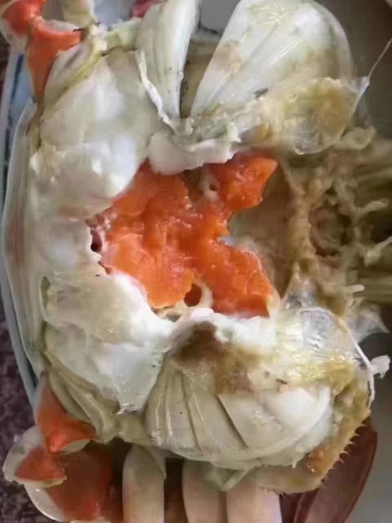 三眼蟹三目蟹三点蟹红星梭子蟹枪蟹海虫水蟹门蟹盖鱼童蟹