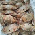 三眼蟹三目蟹三点蟹红星梭子蟹枪蟹海虫水蟹门蟹盖鱼童蟹