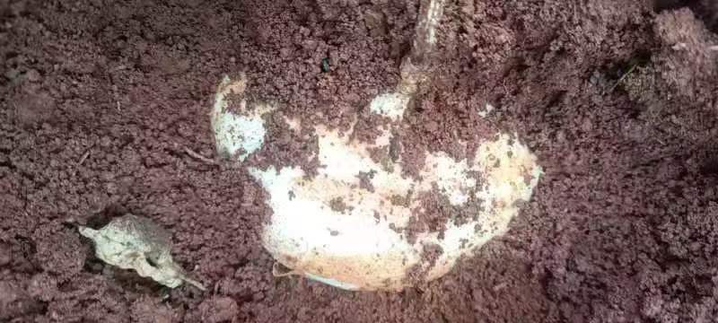 云南文山凉薯。红土地凉薯招云南当地代卖。一年四季都有货