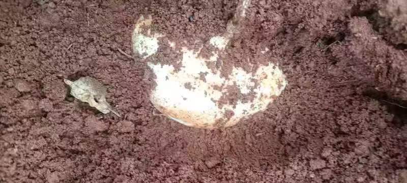 云南文山凉薯。红土地凉薯招云南当地代卖。一年四季都有货