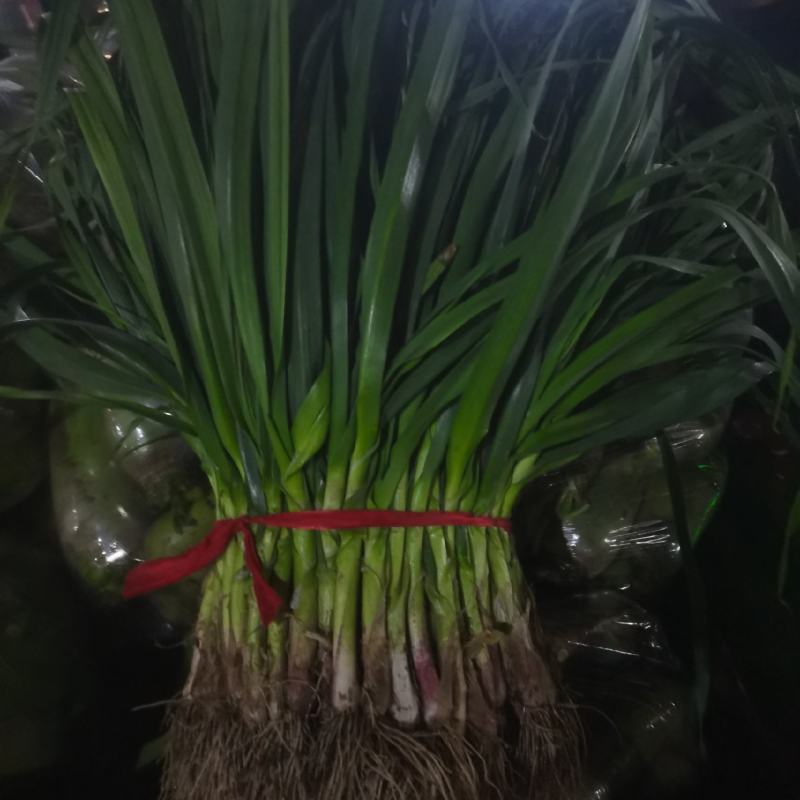 红根蒜苗