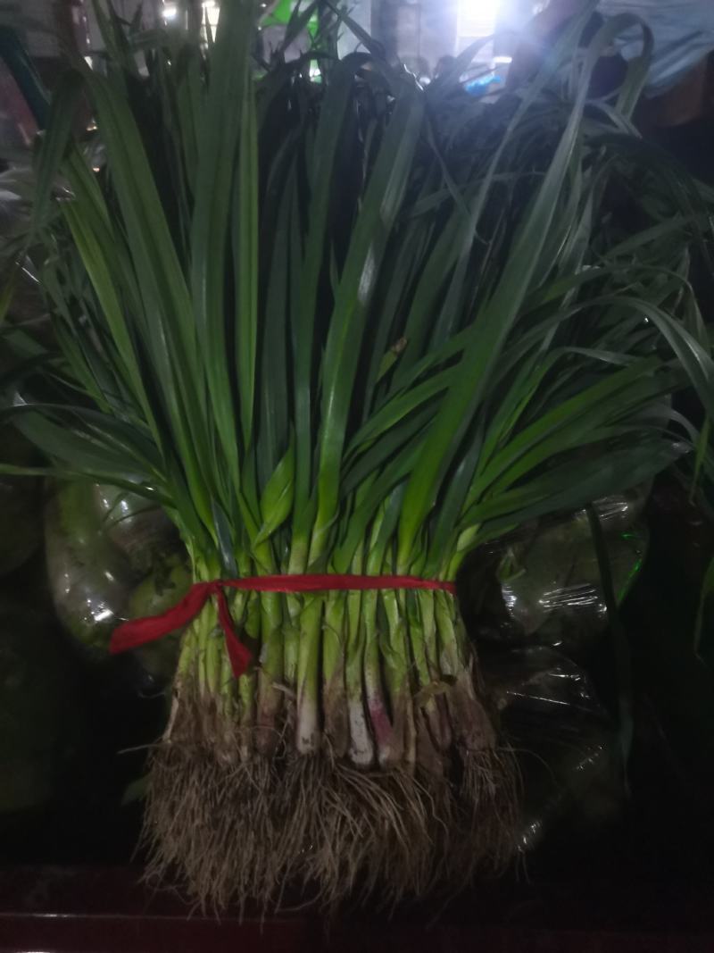 红根蒜苗