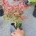 （精选）日本三季红枫基地种植量大有货